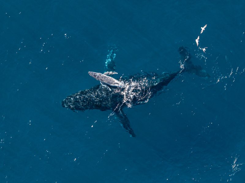 A grey humpback whale calf swims just above its much large dark blue mother at the water's surface.