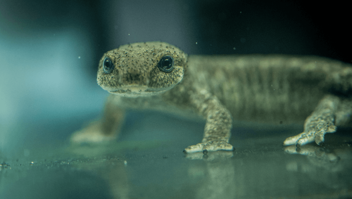 One Of The World’s Rarest Amphibians Was Down To Its Last 1,000. Now, 32 Have Been Released Into The Wild In A Top Secret Location