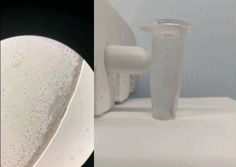 Two gifs show magnetotactic bacteria moving under a magnetic field Two gifs show magnetotactic bacteria moving under a magnetic field