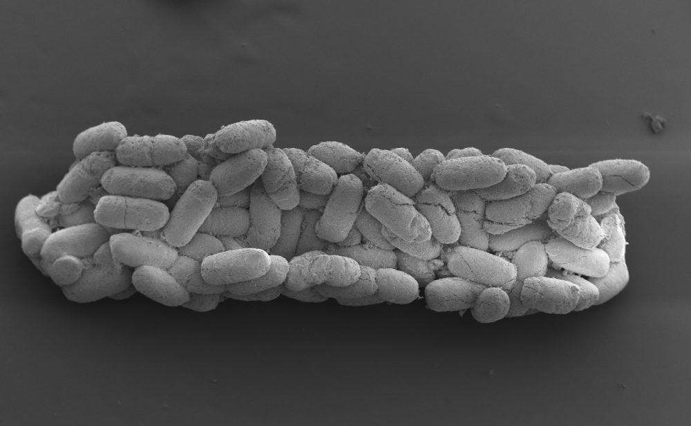 a fossilized coprolite made up of lots of small pill-shaped units a fossilized coprolite made up of lots of small pill-shaped units