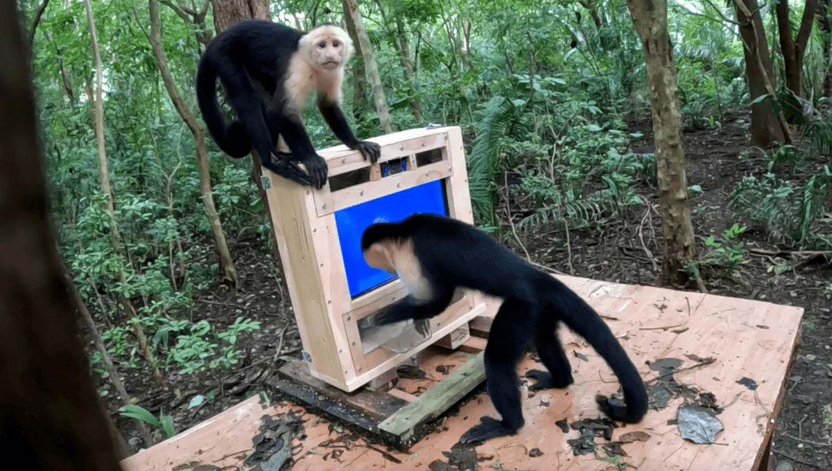 Wild Monkeys Were Introduced To An AI Computer System In The Jungle, Revealing Insights Into Their Cognitive Powers