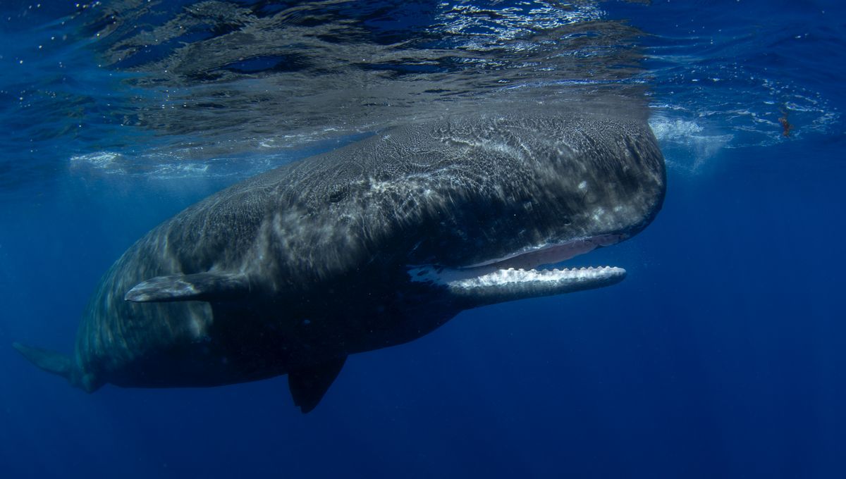 Sperm Whales Produce Loudest Sound Ever Made By A Mammal And It Can Travel Whopping 70 Kilometers, But No One Knows Why