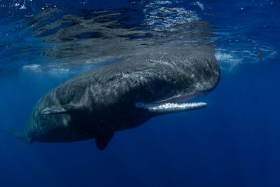A large sperm whale with its mouth open near the surface of the water