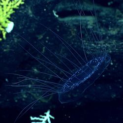 A photo of a dinner plate jelly. It is translucent and blue-tinged with thin tentacles.