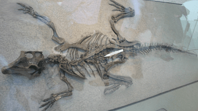 Psittacosaurus mongoliensis specimen AMNH 6254. An arrow is pointing to many rocks under its ribs saying "gastroliths"