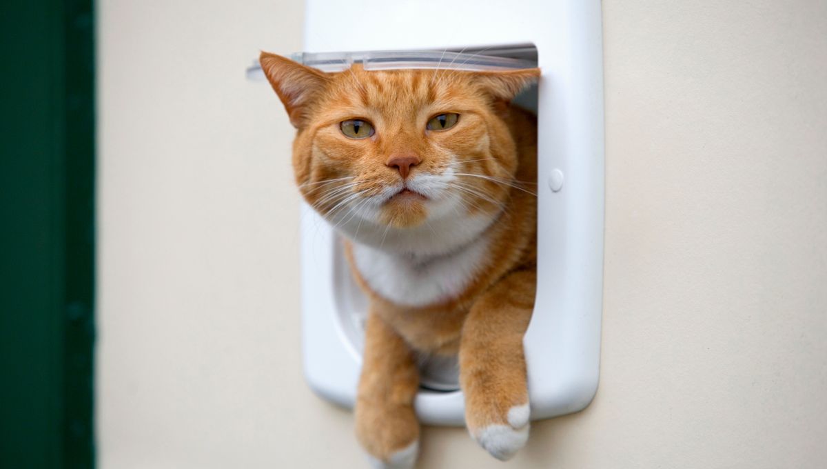 Transitioning Outdoor Cats To Indoor Pets "Easier Than Expected" Says Survey Fro...