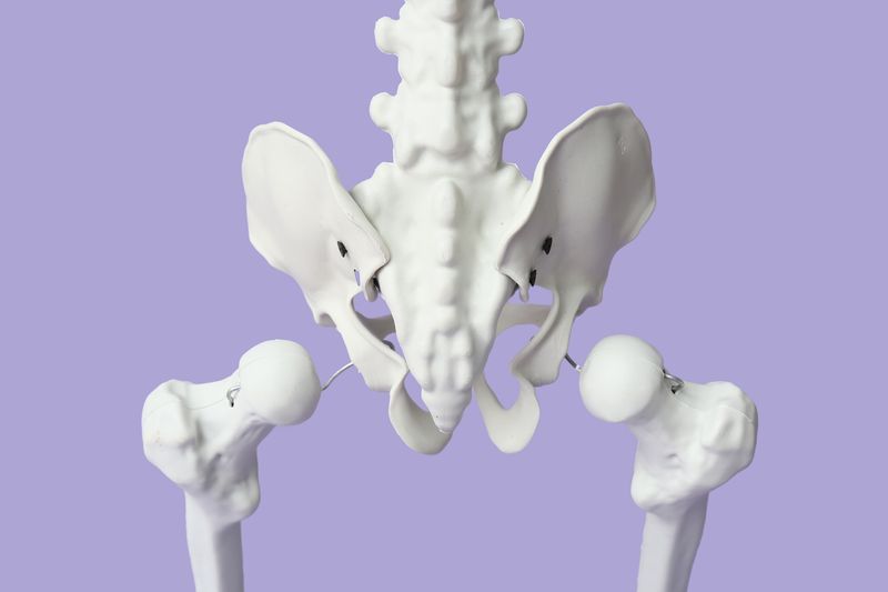 Human pelvis