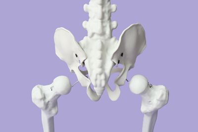 Human pelvis