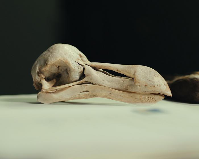 A picture of a dodo skull on a white table.