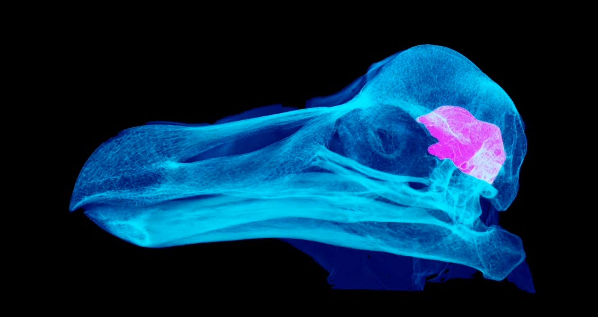 A 3D scan of a dodo skull, showing the space that would have been occupied by its brain in pink.