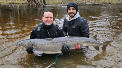 two adults hold a sturgeon, it's very long and heavy