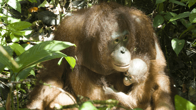 a mother orangutan holds her baby
