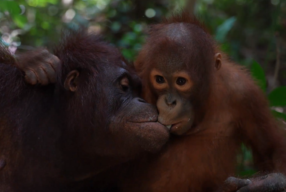 a mother and baby orangutan share food, they are very cute a mother and baby orangutan share food, they are very cute