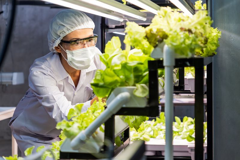 An image of a researcher growing lettuce in a lab.
