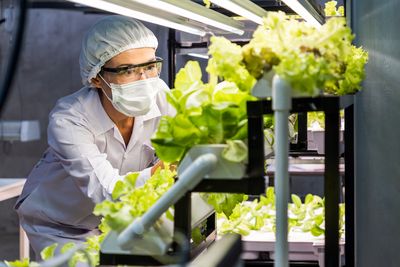 An image of a researcher growing lettuce in a lab.