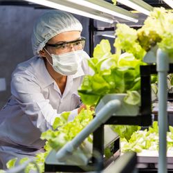 An image of a researcher growing lettuce in a lab.