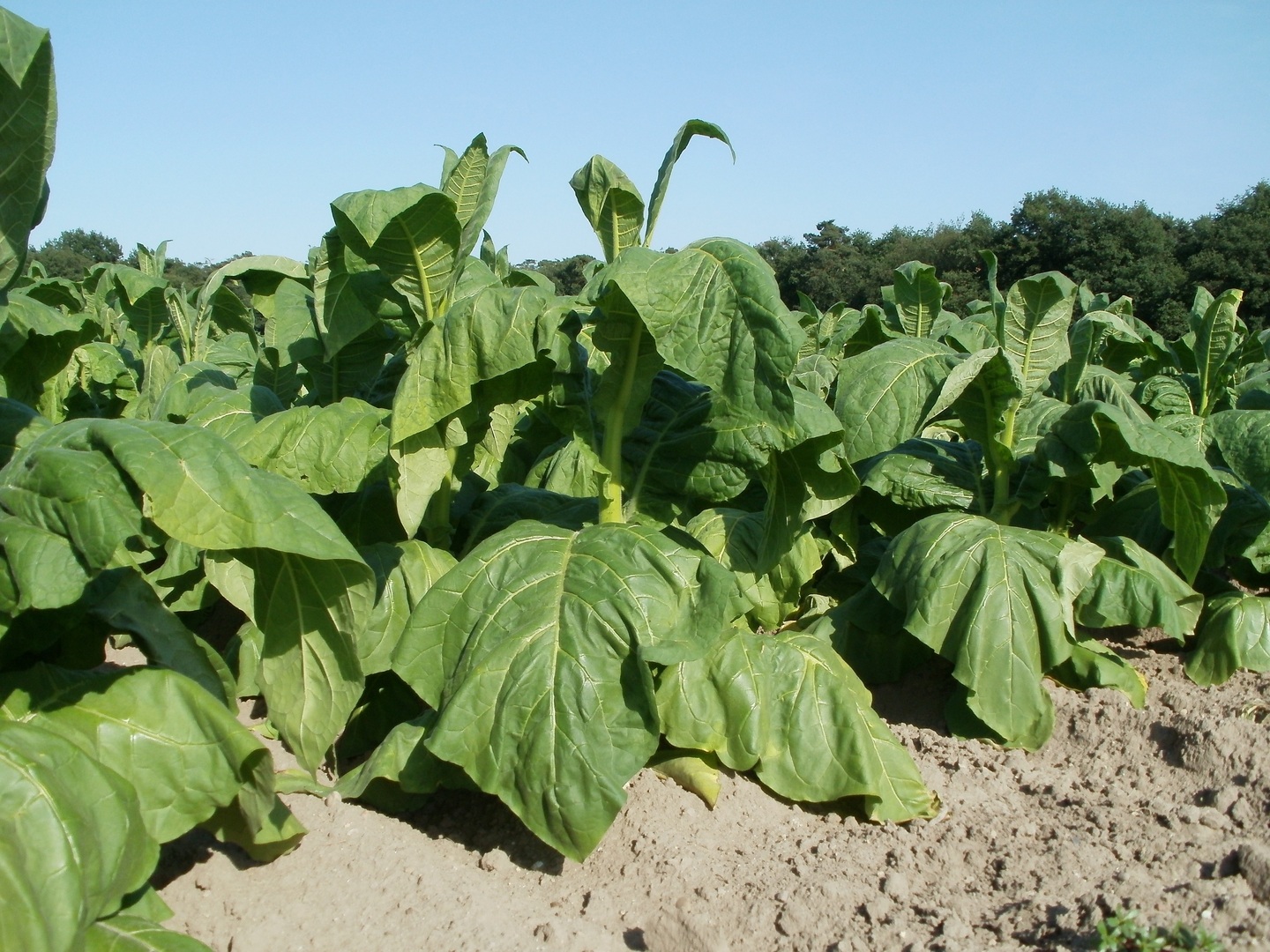 a picture of a field of tobacco plants