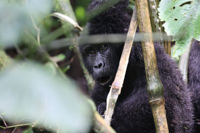 A young gorilla in the forest looks shocked/