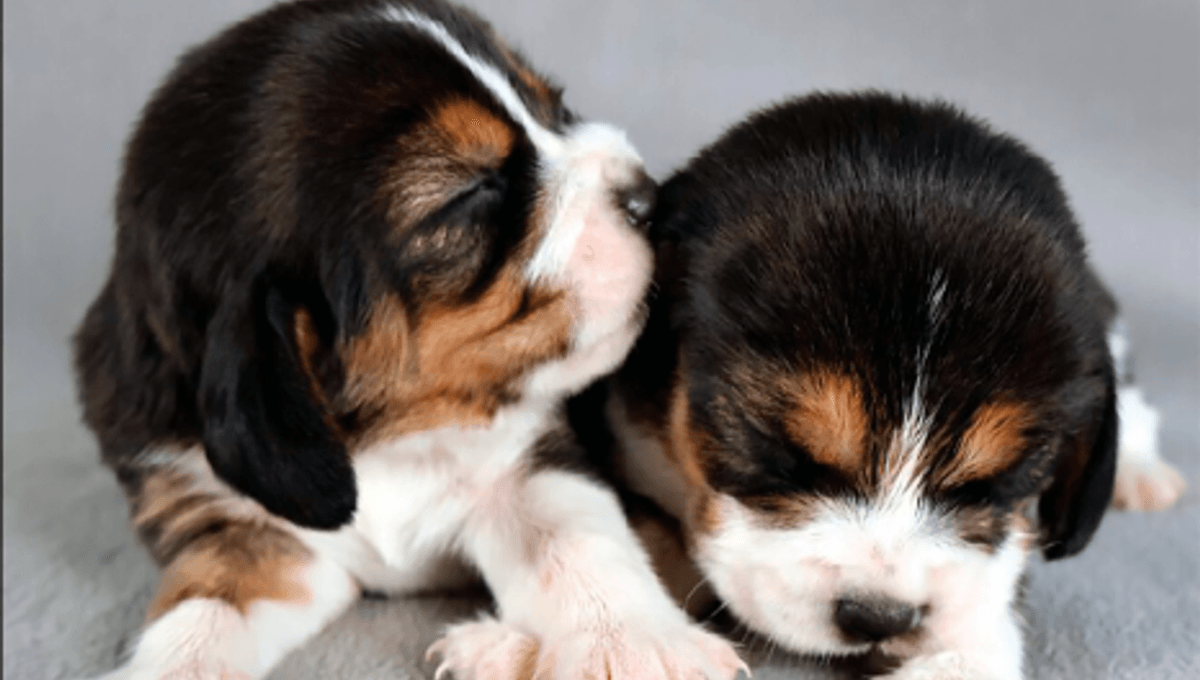 Photo: iflscience.com World’s First Dogs Genetically Engineered To Remove Allergy-Causing Protein Celebrate Their Second Birthday
