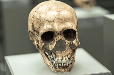 Neanderthal skull
