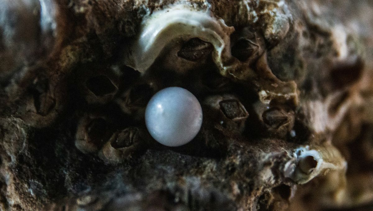 Pearls May Look Like Gemstones, But They’re Actually Made By Irritated Mollusks