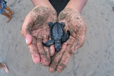 A tiny baby turtle in someones very sandy cupped hands.