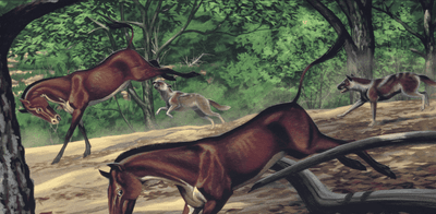 Illustration of prehistoric canid Mesocyon chasing prey.