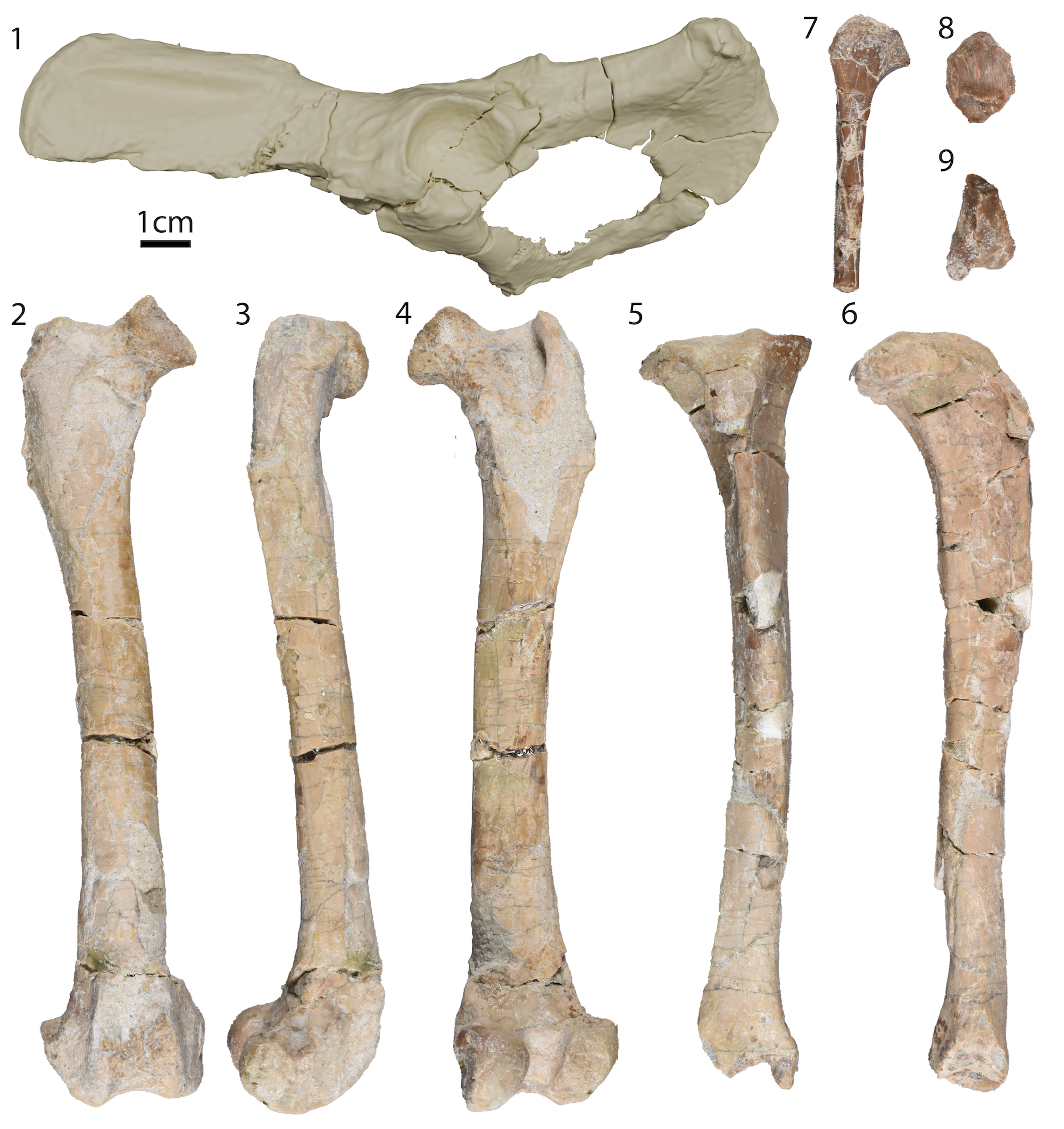 A collection of the re-studied bones recently attributed to Mesocyon coryphaeus. A collection of the re-studied bones recently attributed to Mesocyon coryphaeus.