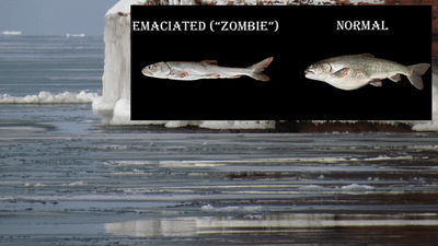 the zombie emaciated fish is very skinny compared to the normal fish that looks almost like it has a big belly
