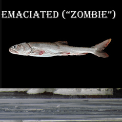 the zombie emaciated fish is very skinny compared to the normal fish that looks almost like it has a big belly