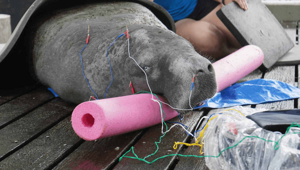 Sloth The Manatee Can’t Blink One Eye. Now, ZooTampa Is Trying Out Acupuncture As A Complementary Therapy For His Complex Injury