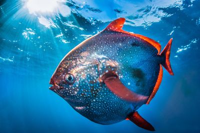 Opah moonfish swimming in the sea