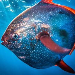 Opah moonfish swimming in the sea