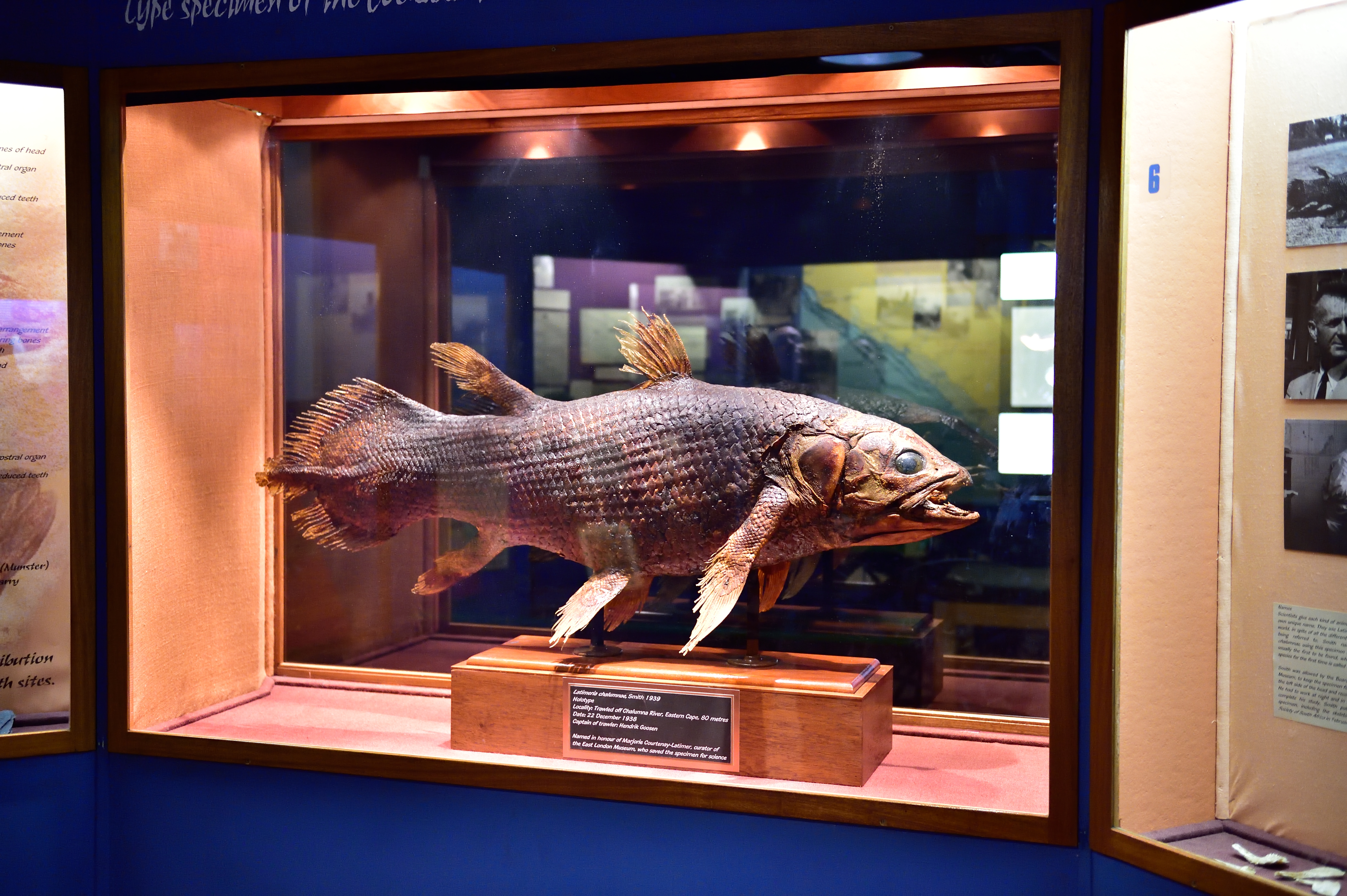 Courtenay-Latimer’s taxidermy coelacanth on display.