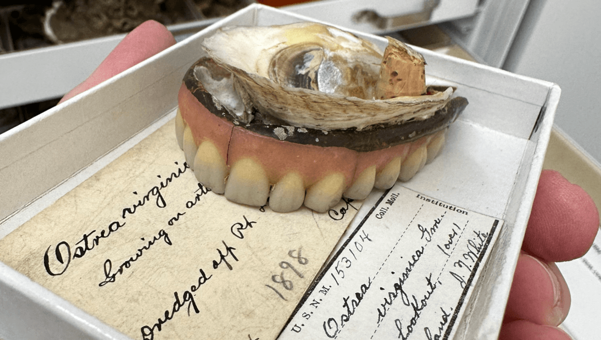 An Oyster With Teeth? The Curious Tale Of One Of Smithsonian's Strangest Specimens That Sparked A Local Scandal