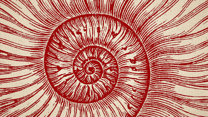 An illustration of an ammonite's swirl.