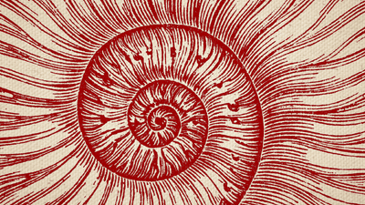 An illustration of an ammonite's swirl.
