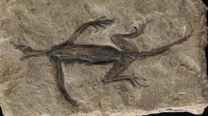 A fossil showing a dark reptile shape. A fossil showing a dark reptile shape.