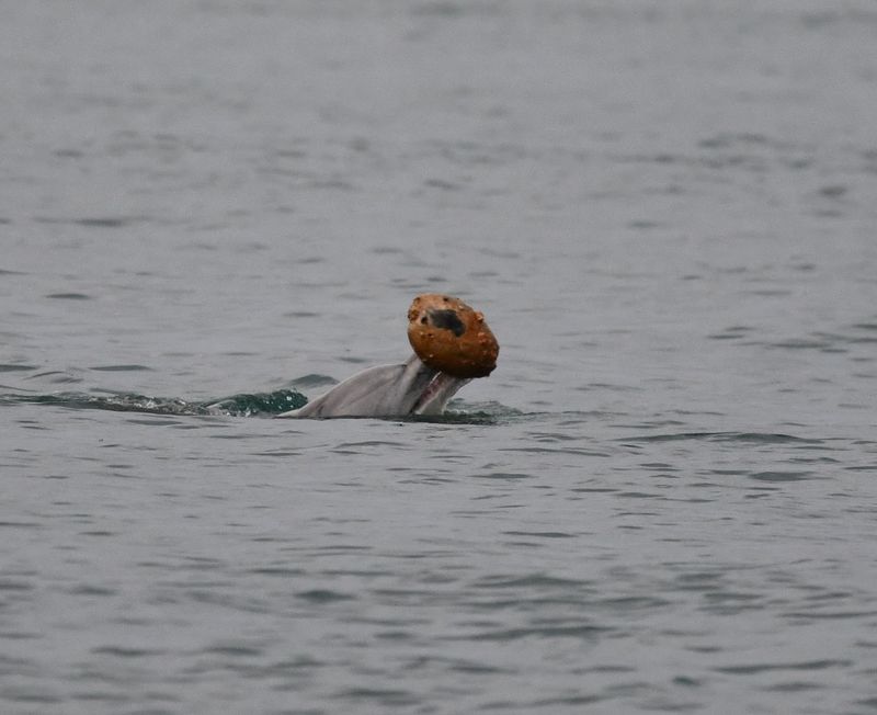 A female dolphin "shelling" along the coast of Queensland, Australia, in July 2025.