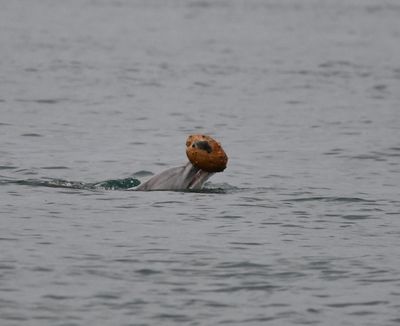 A female dolphin "shelling" along the coast of Queensland, Australia, in July 2025.