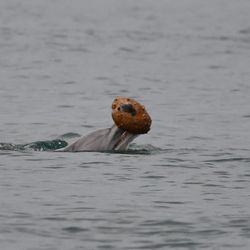 A female dolphin "shelling" along the coast of Queensland, Australia, in July 2025.