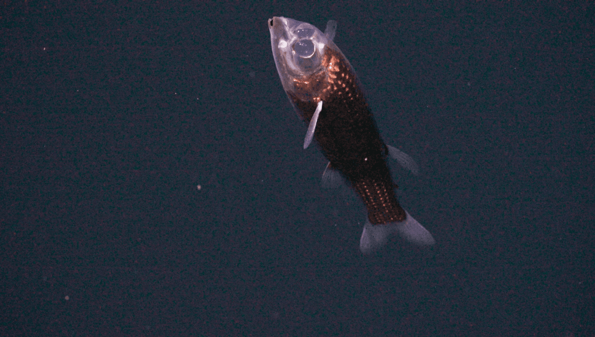 Watch The First-Ever Footage Of A Fish With A See-Through Head Filmed In The Twilight Zone, 710 Meters Below The Sea