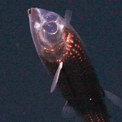 the barreleye is swimming upwards. we can see through its head, revealing the large eyeballs. it also has a tiny mouth
