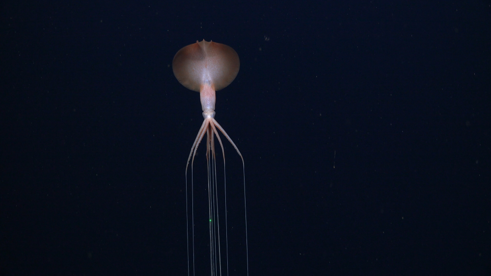 the squid has a fanned head, slender body, and long, thread-like tentacles that extend out of shot the squid has a fanned head, slender body, and long, thread-like tentacles that extend out of shot