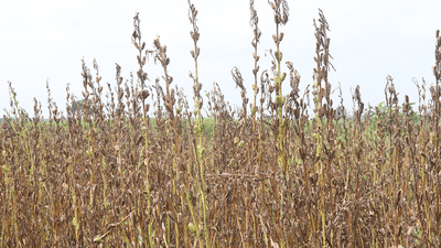 A crop of sesame, ready to harvest.
