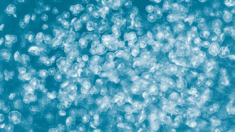 more jellyfish than you could shake a stick at on the ocean's surface