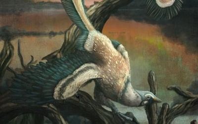 A artists reconstruction of the ancient dinosaur Archaeopteryx.