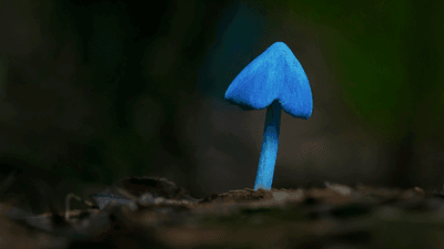 a bright blue mushroom on the forest floor