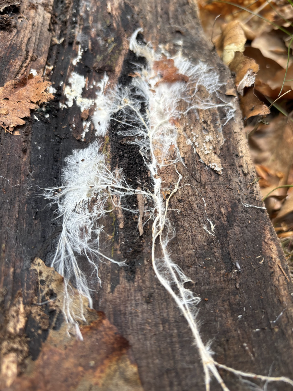 white mycelium spread across a log like veins white mycelium spread across a log like veins