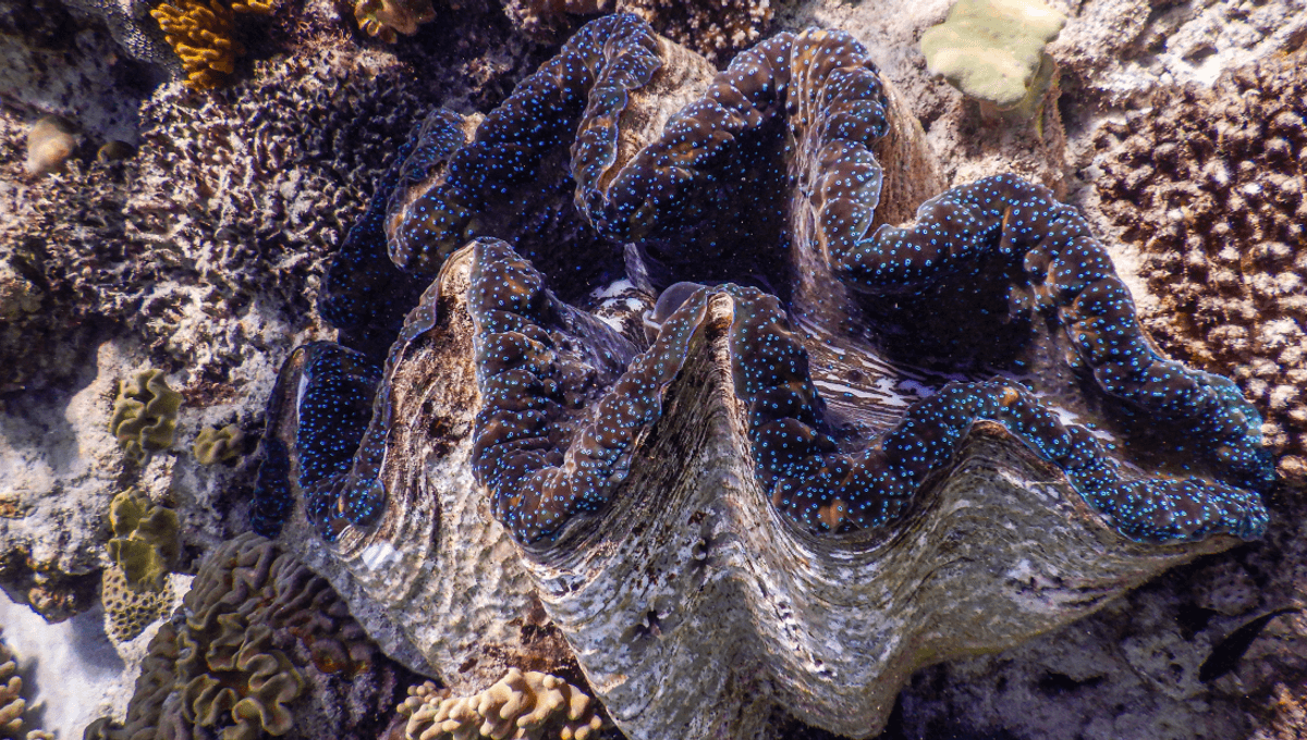 Clams Have “Teeth”, But Not In Their Mouths, And It’s How They Avoid A Shell-Based Overbite